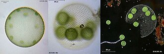 Volvox aureus