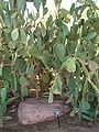 Cactaceae-mission cactus.jpg