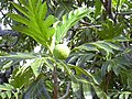 Starr 031209-0031 Artocarpus altilis.jpg