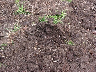 Horse scat has a lot of grass and hay fibers.