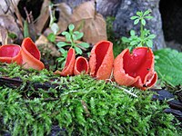 Sarcoscypha coccinea 74716.jpg