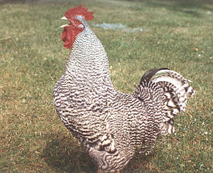 Barred Plymouth Rock Rooster.jpg