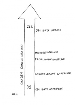 O2Bacteria.jpg