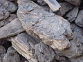 Pliocene Lignite Coal Serbia.jpg