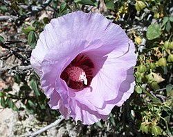 Sturt’s Desert Rose