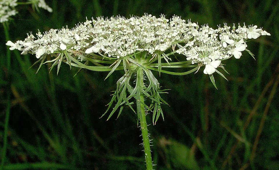File:Daucus carota inflorescence kz.jpg