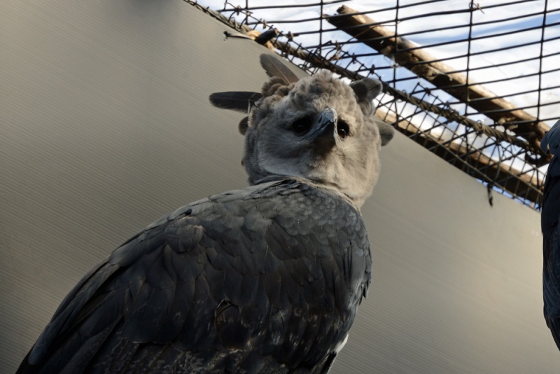 File:Harpia harpyja 2.jpg