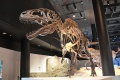 Acrocanthosaurus 1032 W.jpg