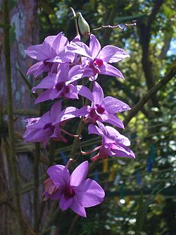 Cooktown Orchid