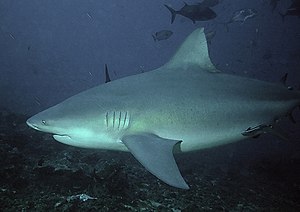 Bullshark Beqa Fiji 2007.jpg