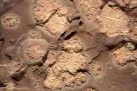 Ediacaran Jellies 0966.jpg