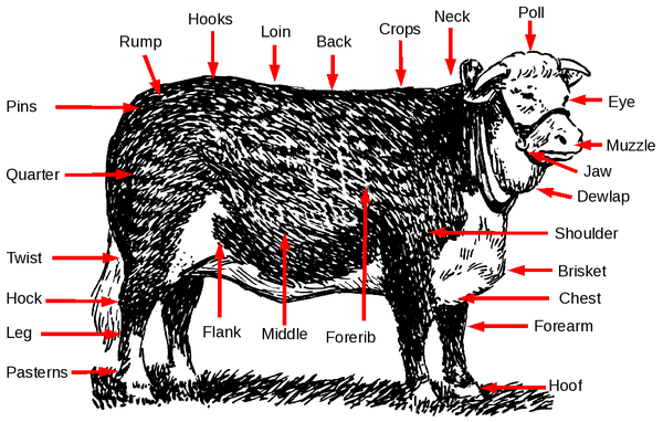 Parts of a steer.png