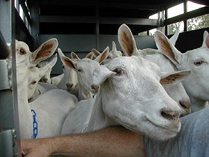 Saanen goats in trailer 2003.JPG