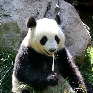 Panda géant mangeant du bambou