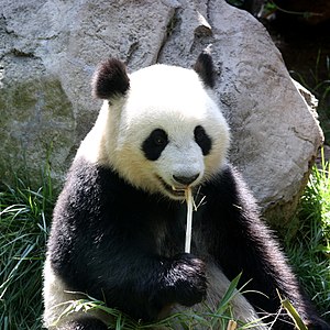 Giant panda eating bamboo