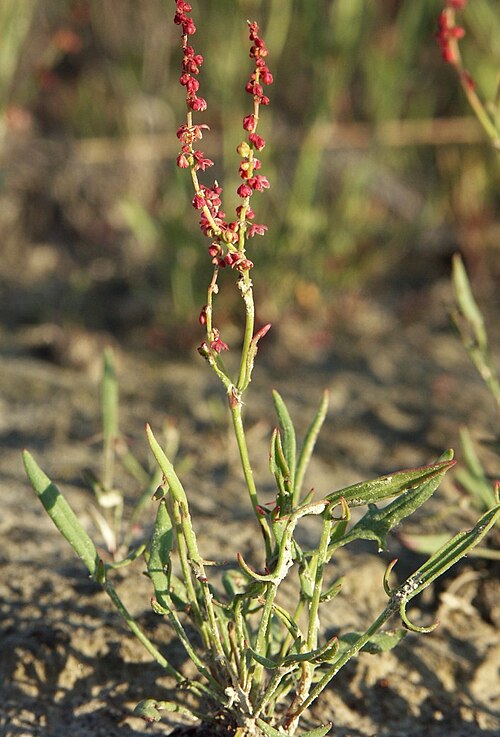 File:Ahosuolaheinä (Rumex acetosella).jpg