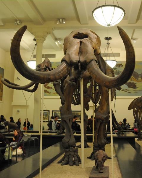 File:Mammut americanum 4235 W.jpg