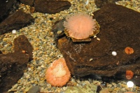 Anemone Mystic 2901.jpg