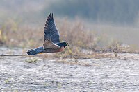 Peregrine Falcon