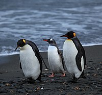 Penguins walking -Moltke Harbour, South Georgia, British overseas territory, UK-8.jpg