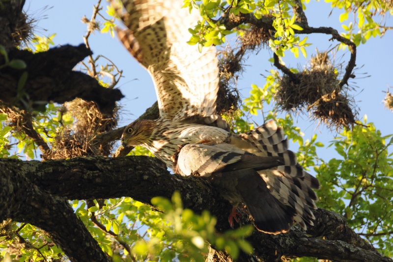 File:Accipiter cooperii 2.jpg