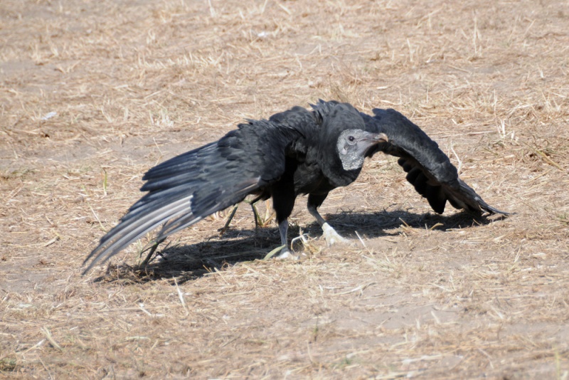 File:Coragyps atratus 3.jpg