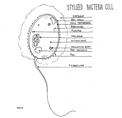 BacteriaCell.jpg