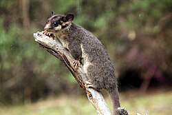 Leadbeater's possum