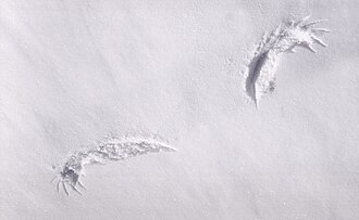 Grouse wing prints in snow