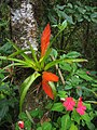 Tillandsia multicaulis (epiphyte) and Impatiens in Costa Rica.jpg