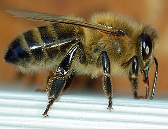 Abeille-bee-profil.JPG