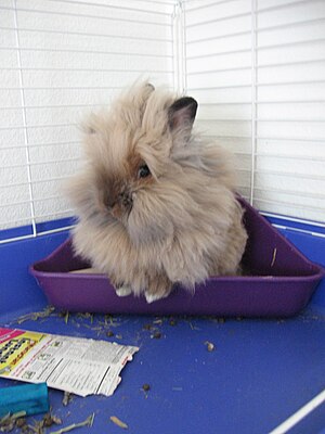 Lionhead rabbit.jpg