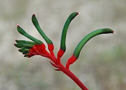 Red and Green Kangaroo Paw