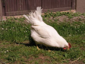 Leghorn chicken.jpeg