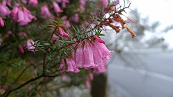 Pink Heath