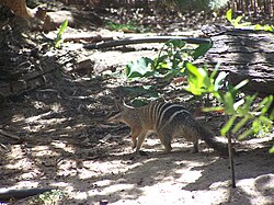 Numbat gnangarra 01.jpg
