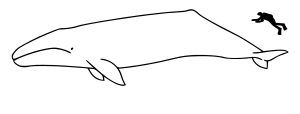 Gray whale size