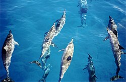 SpinnerDolphinsoffKauai 1999-03-15.jpg