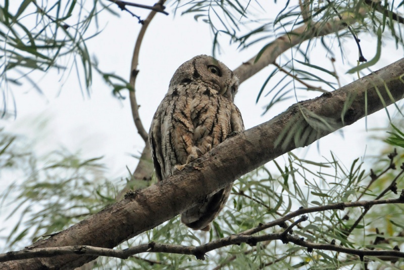 File:Megascops asio 1.jpg