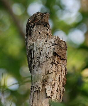 Nyctibius griseus 471885191 27f931630d o Crop.jpg