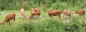 Guernsey cattle.jpg
