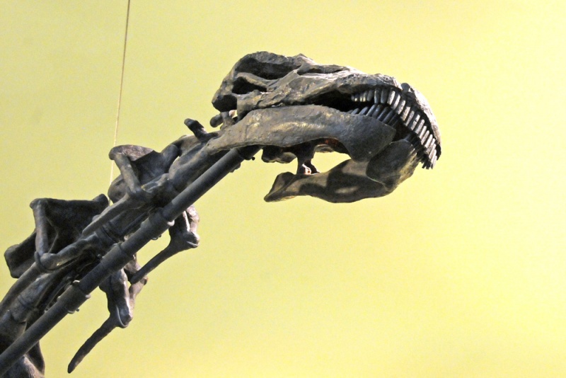 File:Apatosaurus louisae 4199 W.jpg