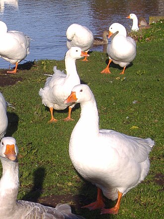 Embden Goose.jpg