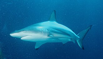 Carcharhinus limbatus - Caraibische zwartpunthaai.jpg
