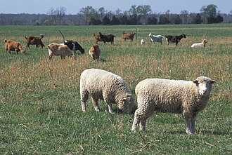 Sheep and goats.jpg