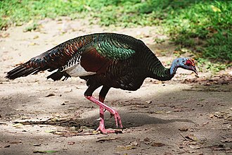 Meleagris ocellata -Guatemala-8a.jpg