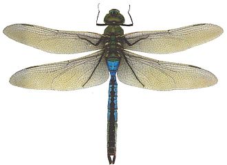 Green Darner.jpg