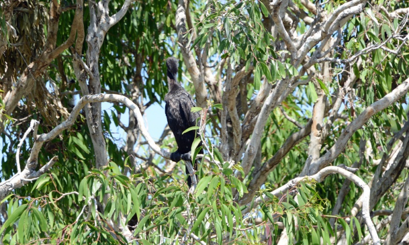 File:LittleBlackCormorant 4919.jpg
