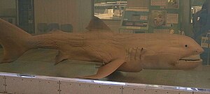 Megamouth shark japan.jpg