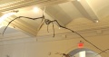 Pteranodon ingens 4194 W.jpg
